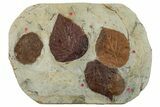 Plate with Five Fossil Leaves (Three Species) - Montana #270973-1